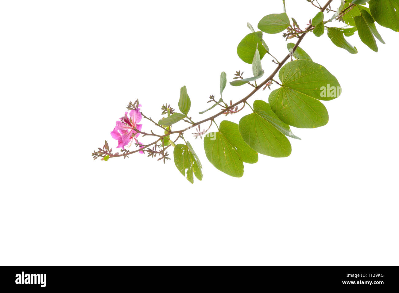 blooming branch of bauhinia tree isolated on the white background Stock Photo