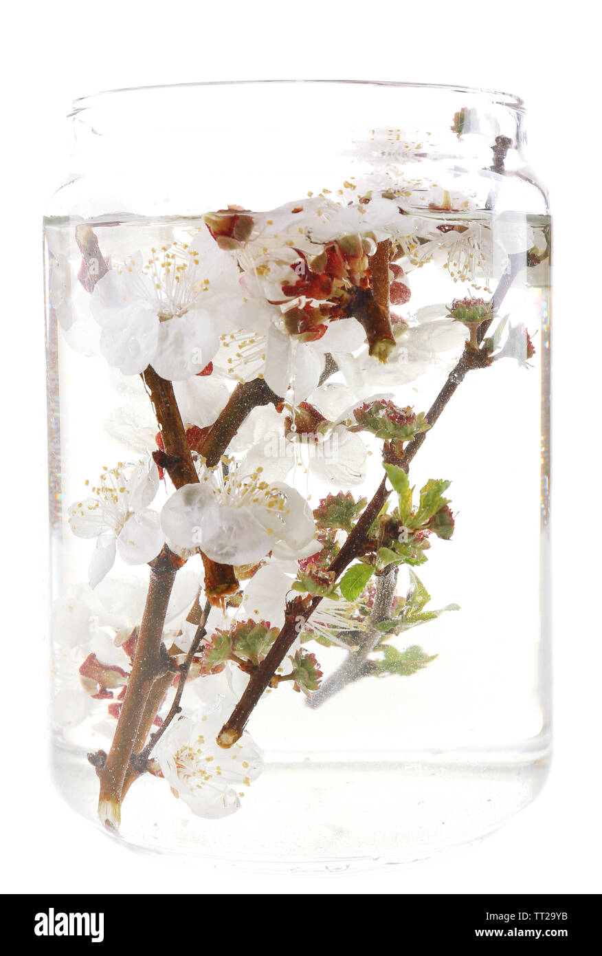 Spring flowers submerged in water isolated on white Stock Photo Alamy