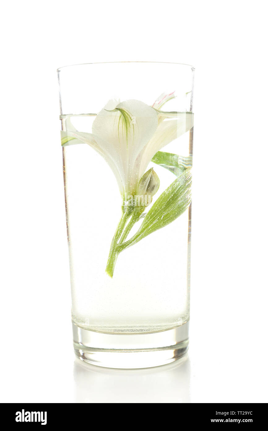 Spring flowers submerged in water isolated on white Stock Photo Alamy