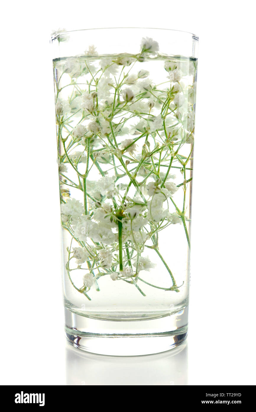 Spring flowers submerged in water isolated on white Stock Photo Alamy