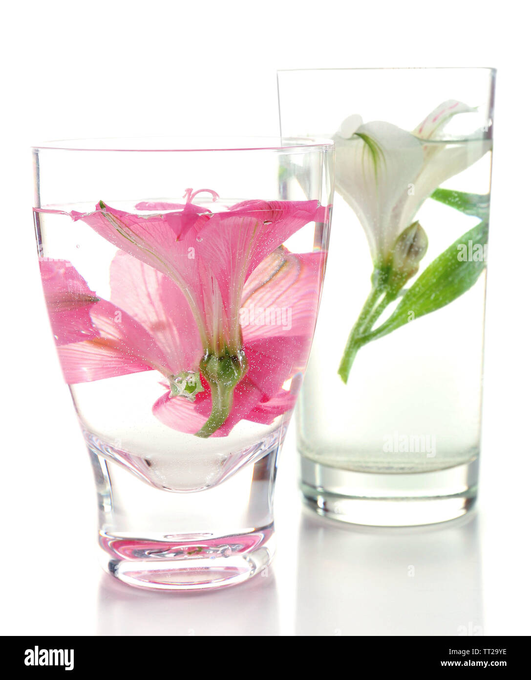 Spring flowers submerged in water isolated on white Stock Photo Alamy