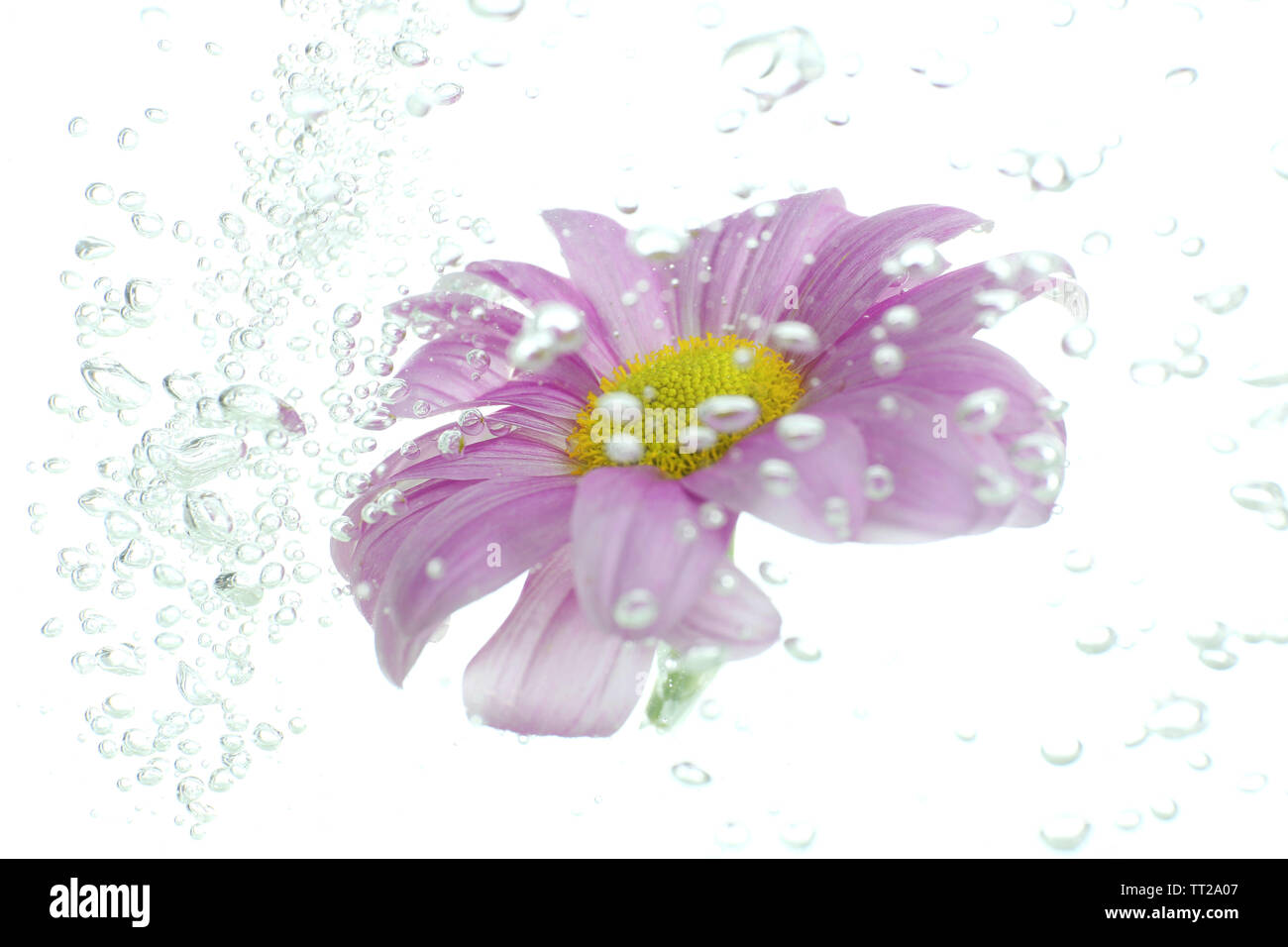 Flower in sparkling water Stock Photo Alamy