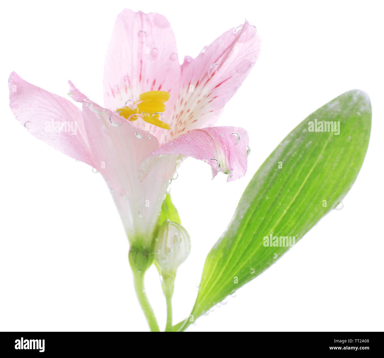 Flower in sparkling water Stock Photo Alamy