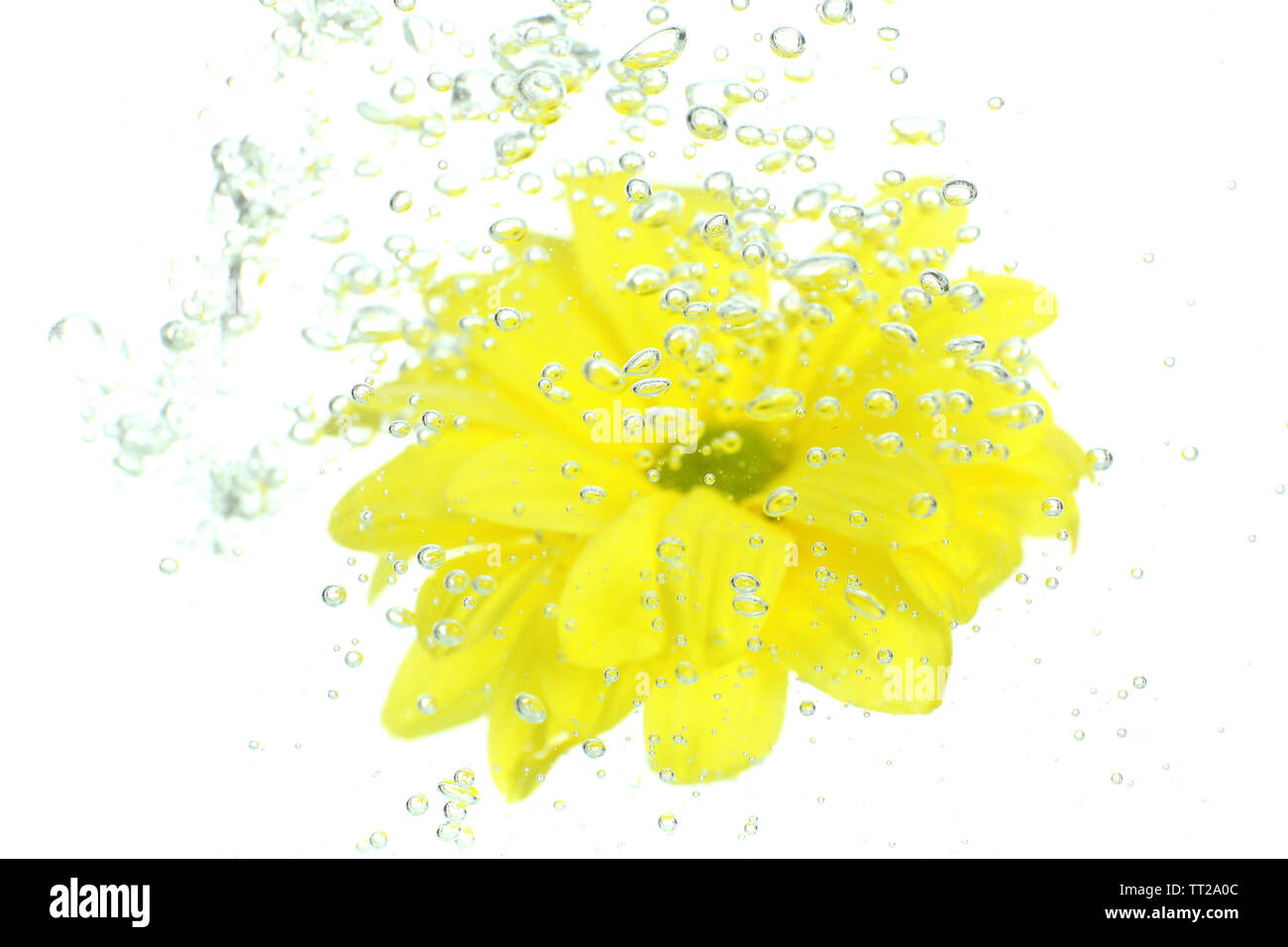 Flower in sparkling water Stock Photo Alamy