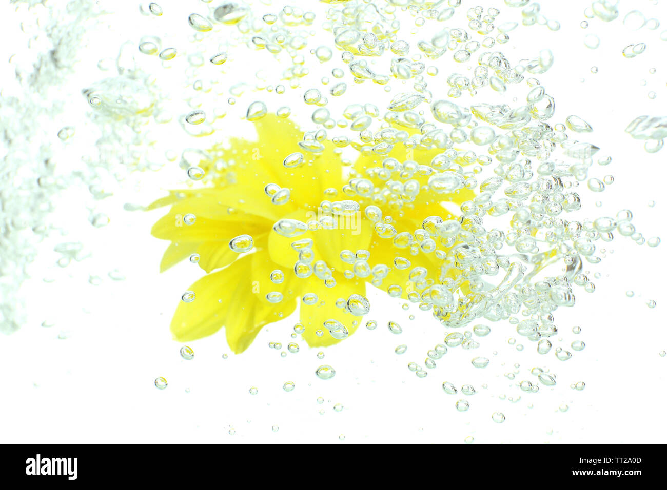 Flower in sparkling water Stock Photo Alamy