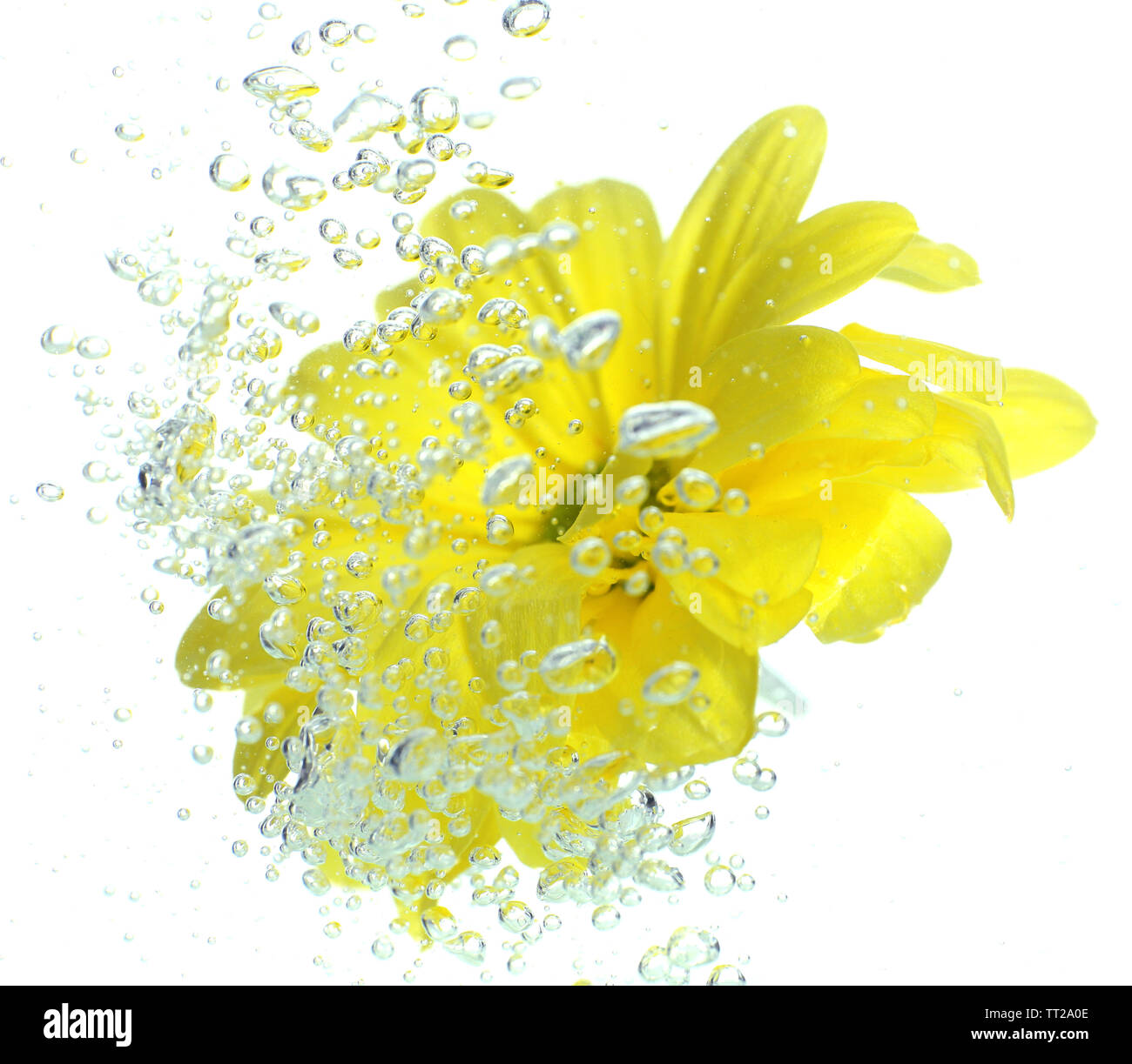 Flower in sparkling water Stock Photo Alamy