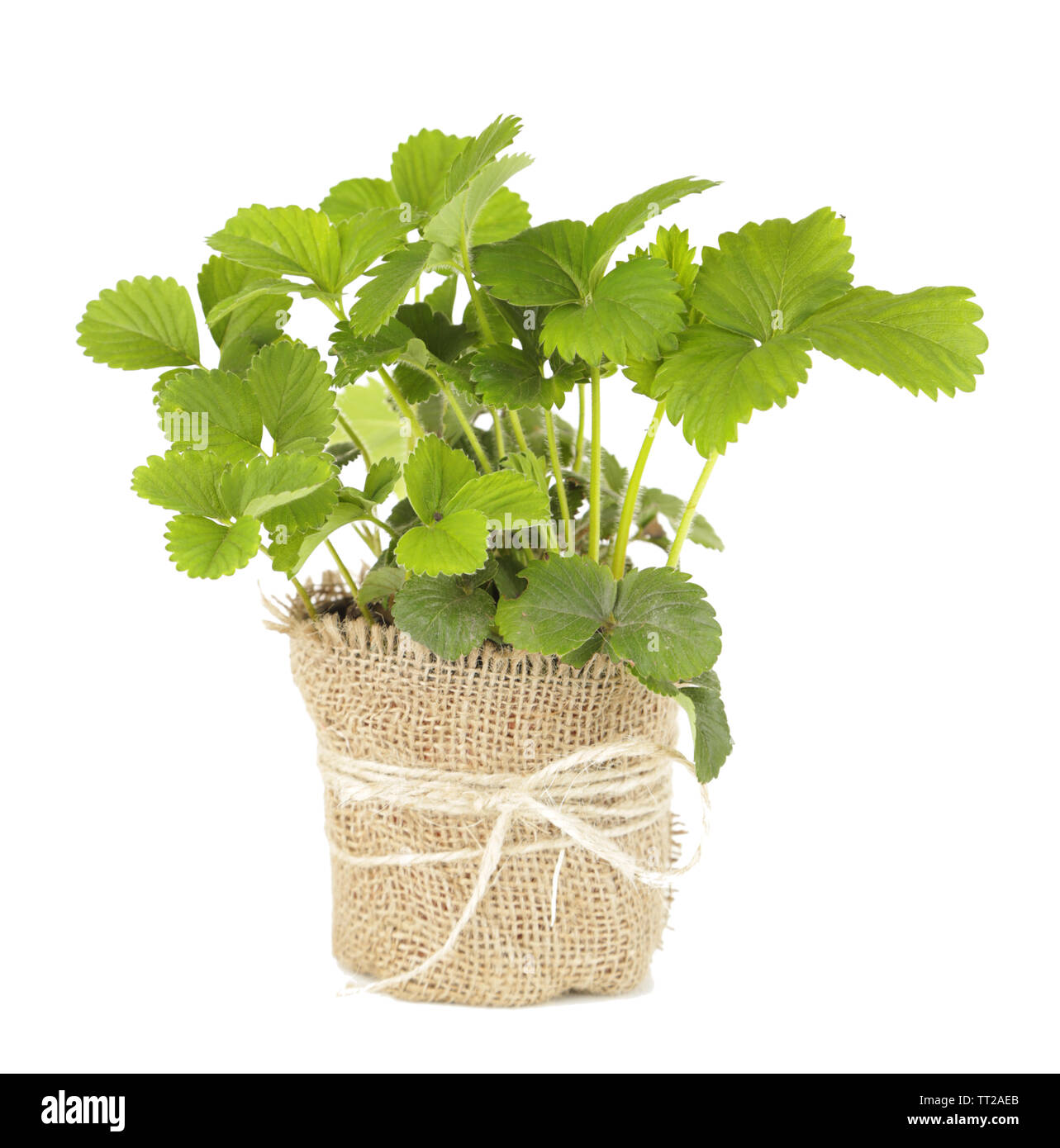 Strawberry bush in pot isolated on white Stock Photo Alamy