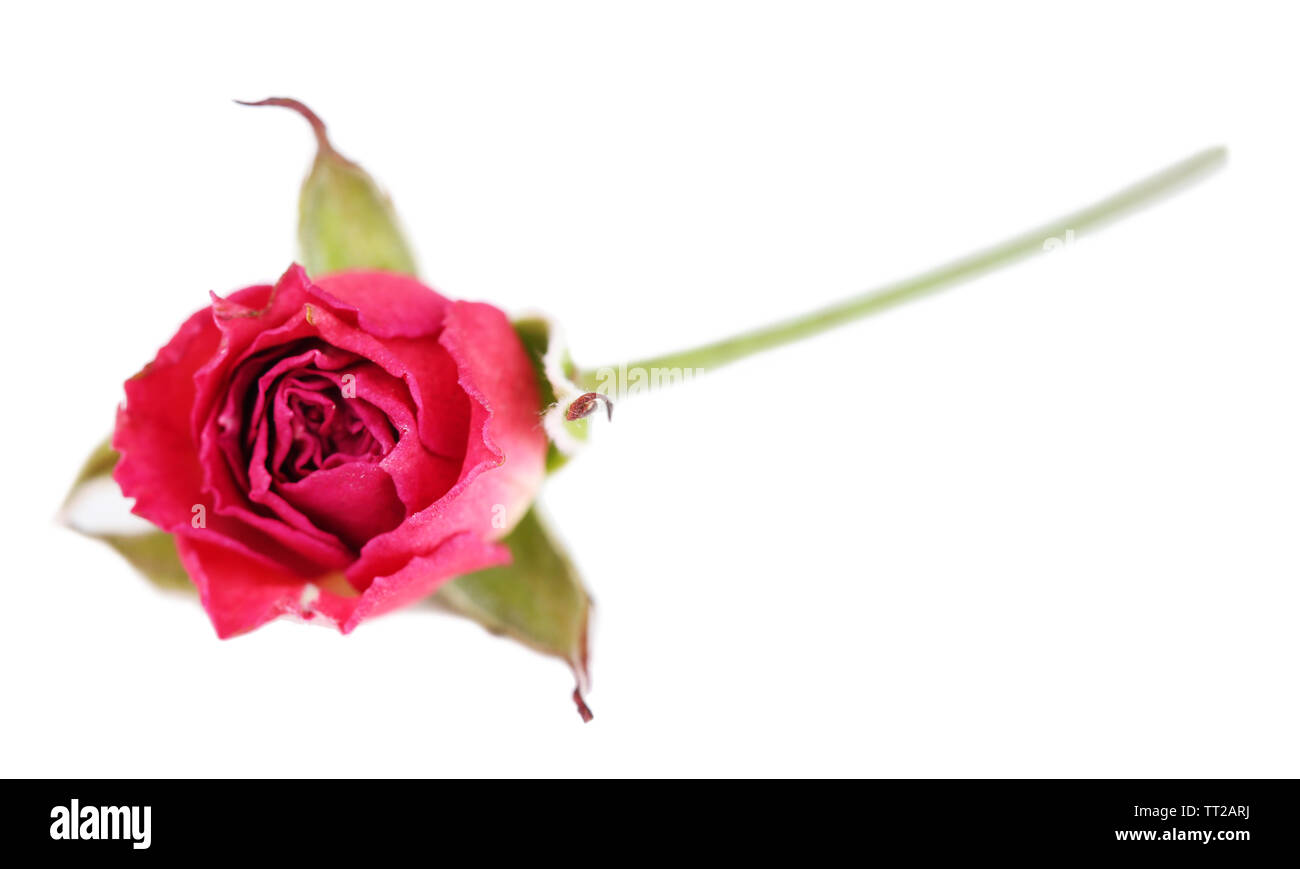 Single Dried Rose Flower Isolated On White Background Stock Photo, Picture  and Royalty Free Image. Image 46698224.