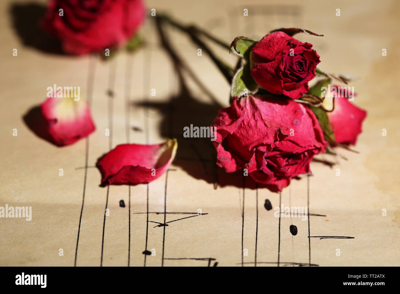 Pink roses music notes hi-res stock photography and images - Alamy