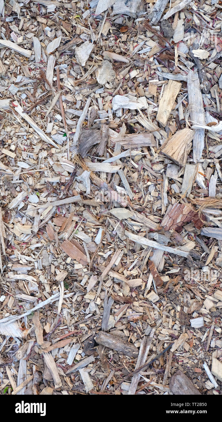 Background of a variety of small wooden chips, broken branches and twigs. Stock Photo
