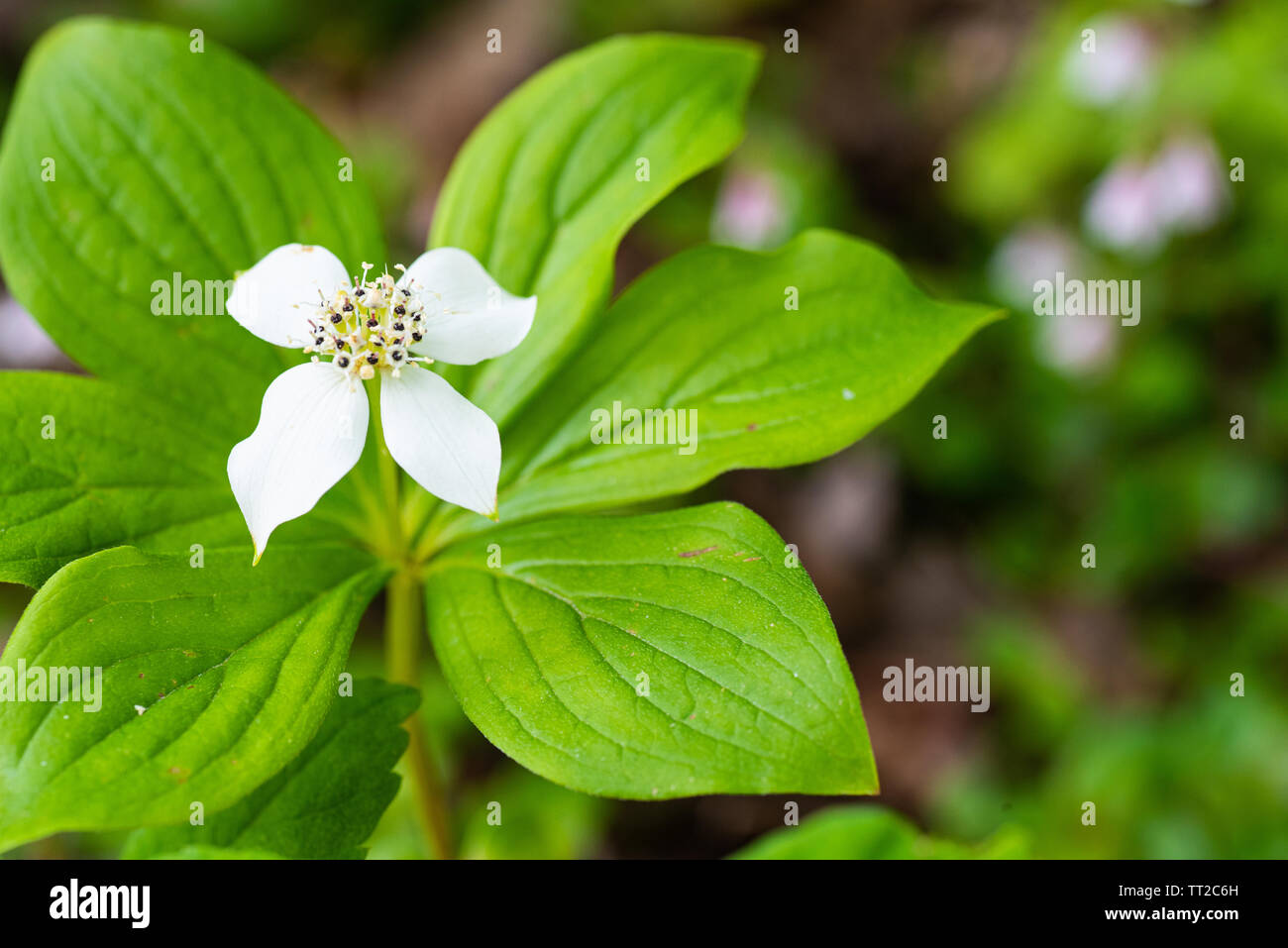 Dwarf dogwood, also called bunchberry, flower. Stock Photo