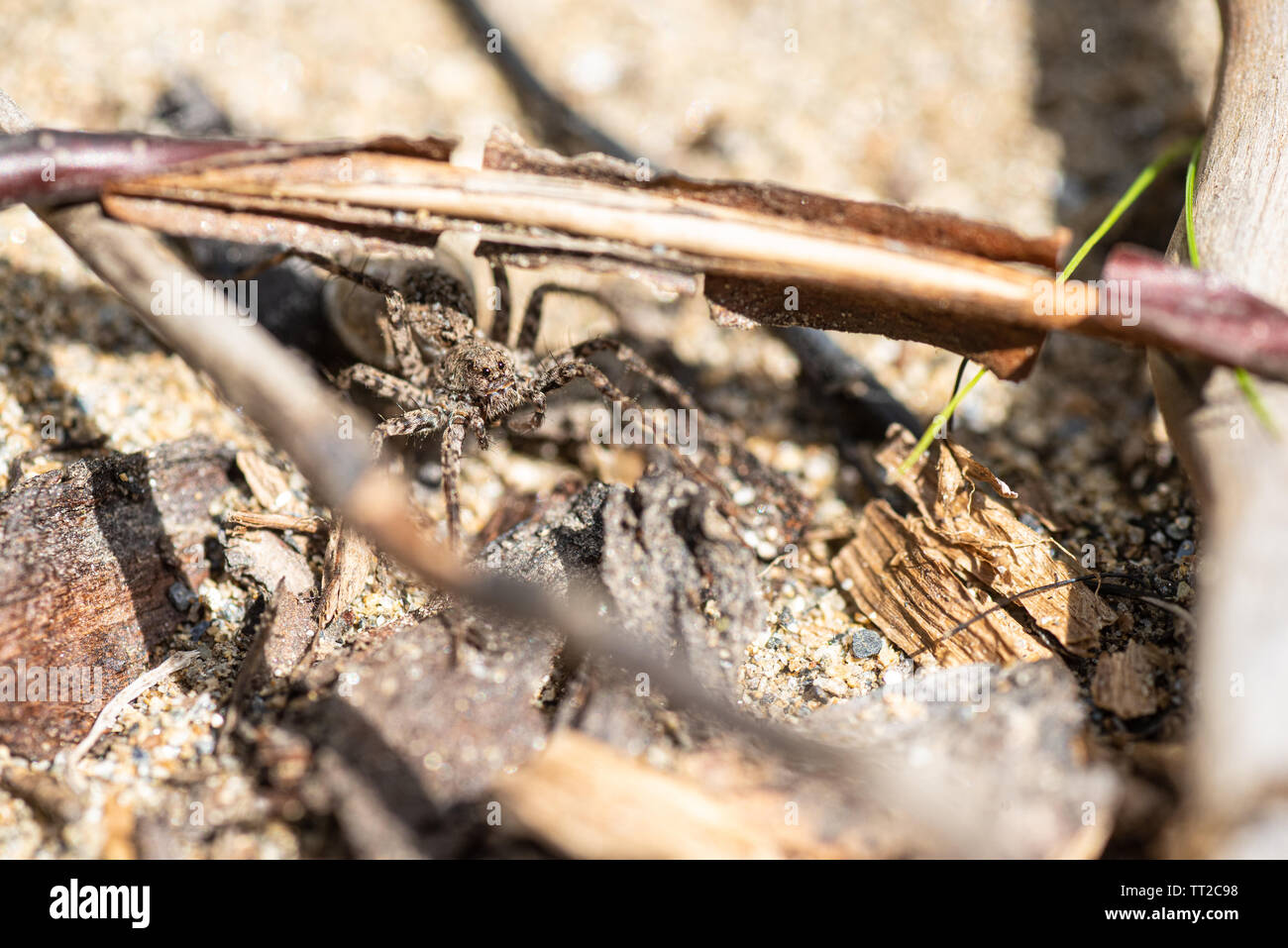 Running crab spider spotted amongst leaf litter Stock Photo