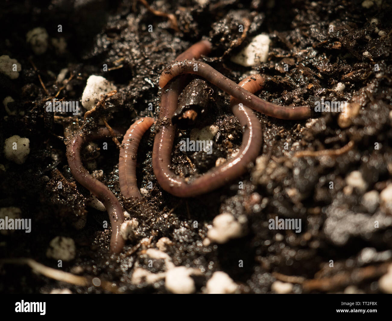 Earthworm digging in the dirt Stock Photo
