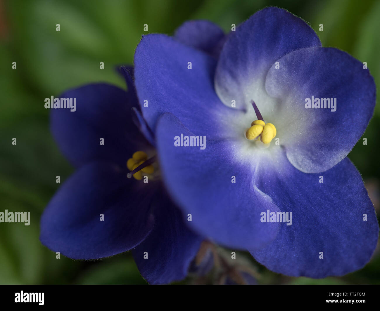 Purple violet flower Stock Photo