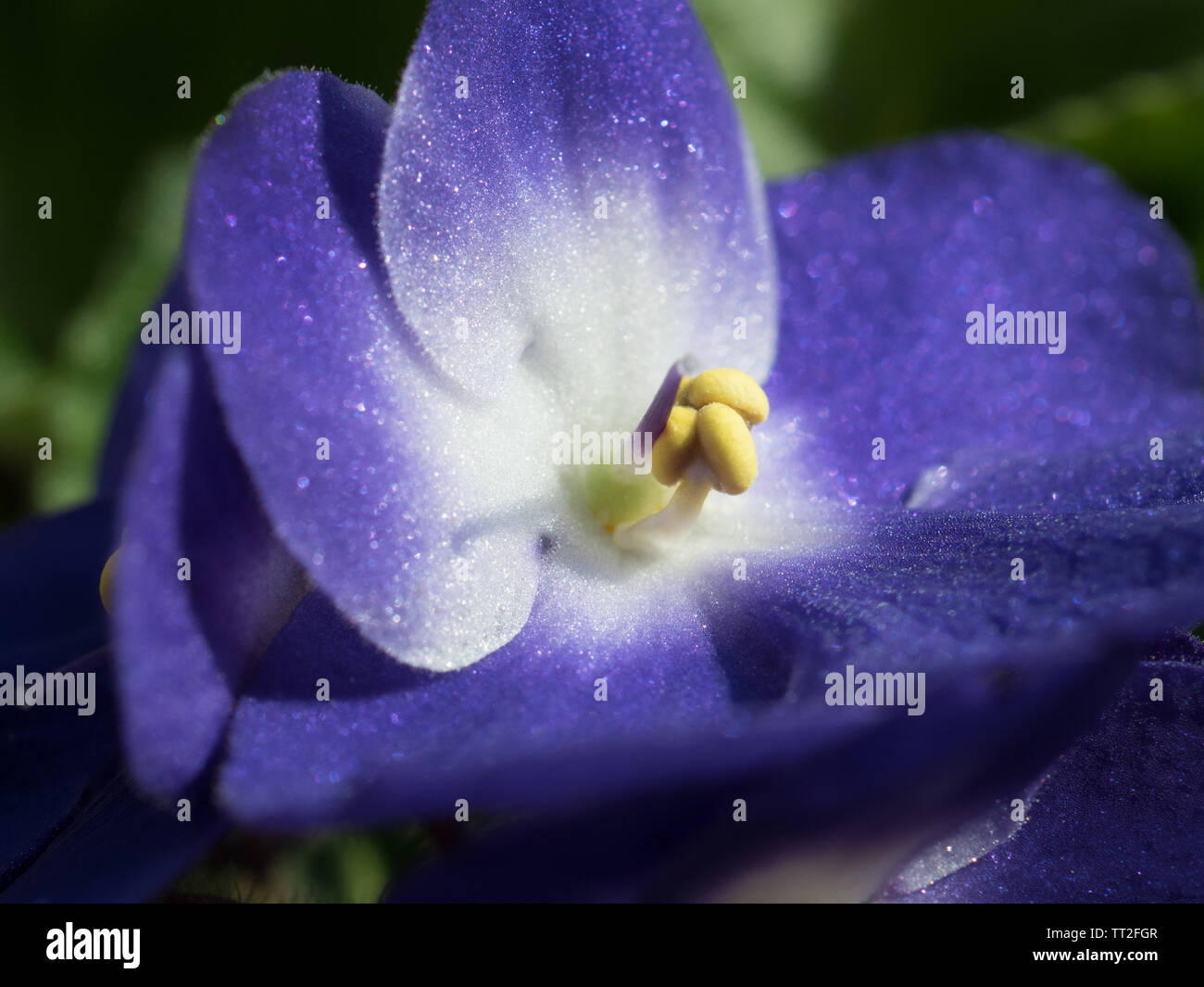 Purple violet flower Stock Photo