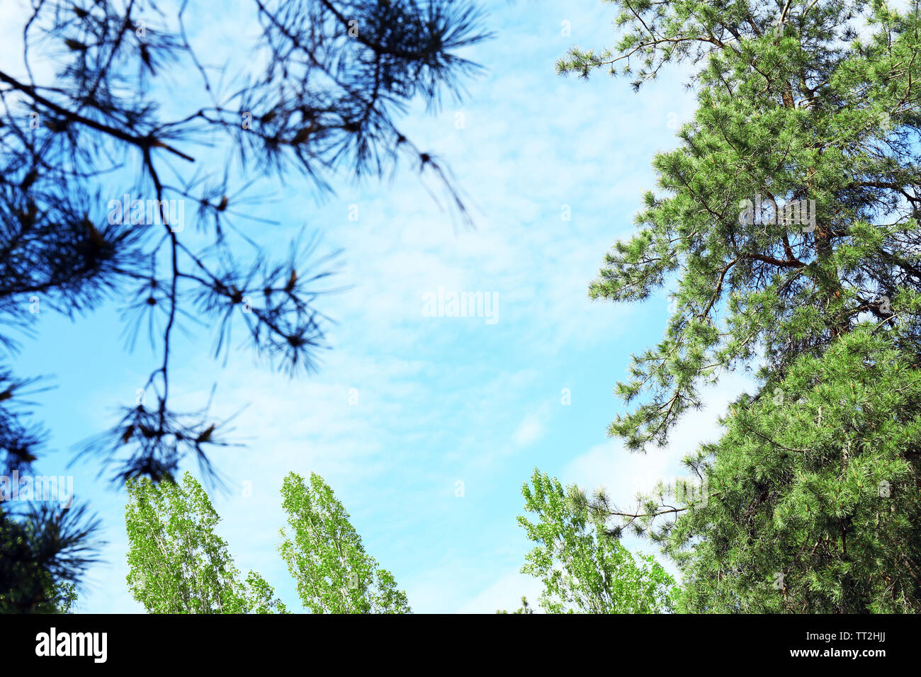 Blue sky with clouds in the forest Stock Photo - Alamy