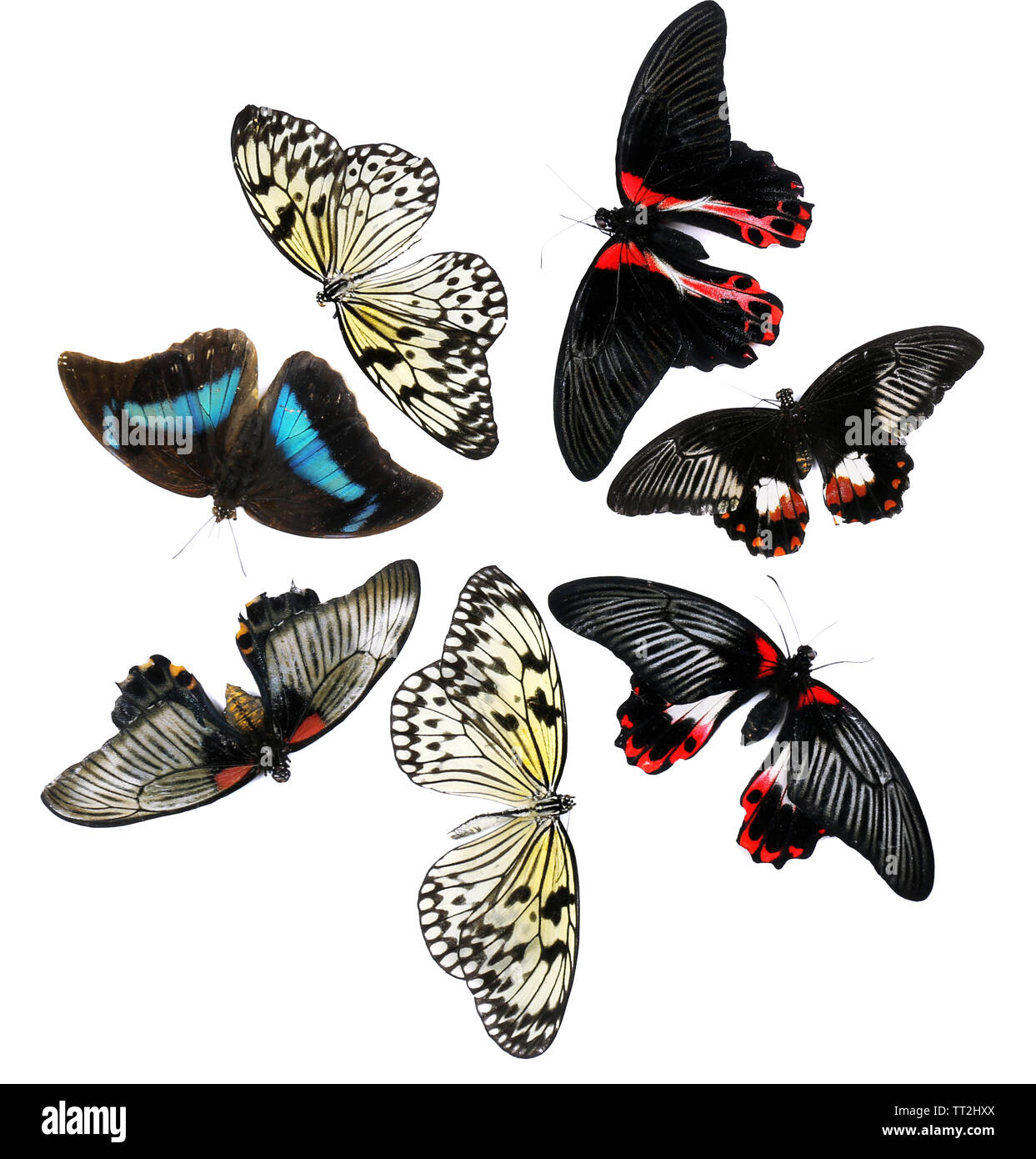 Beautiful butterflies, isolated on white Stock Photo - Alamy