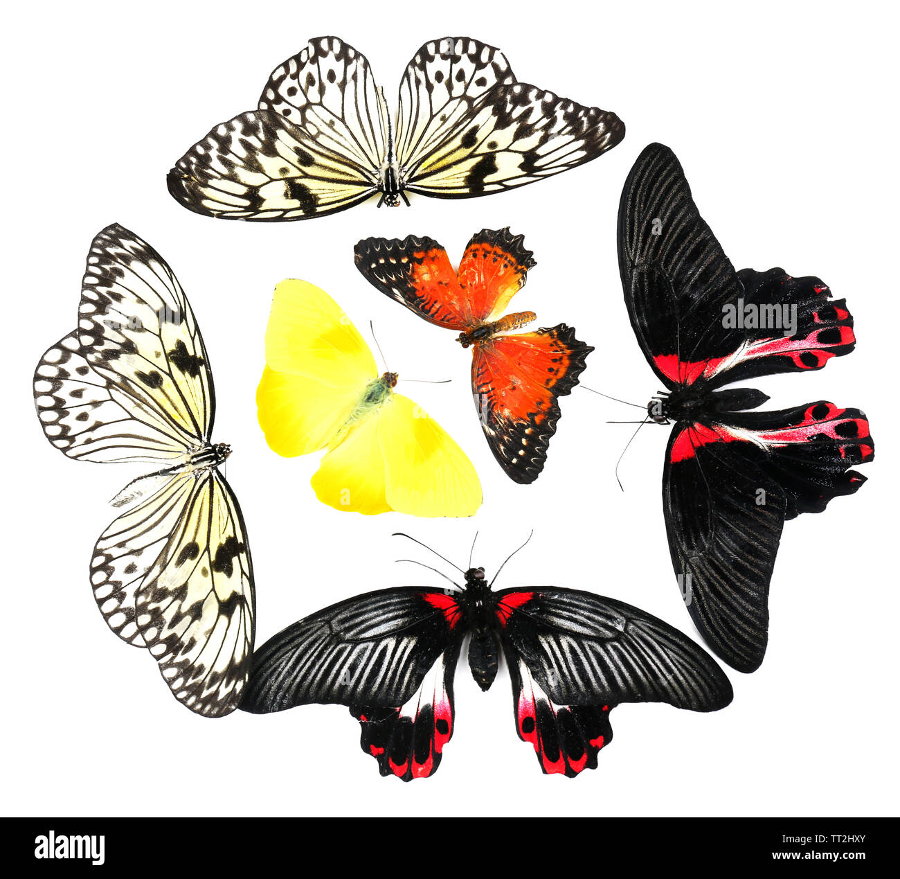 Beautiful butterflies, isolated on white Stock Photo - Alamy