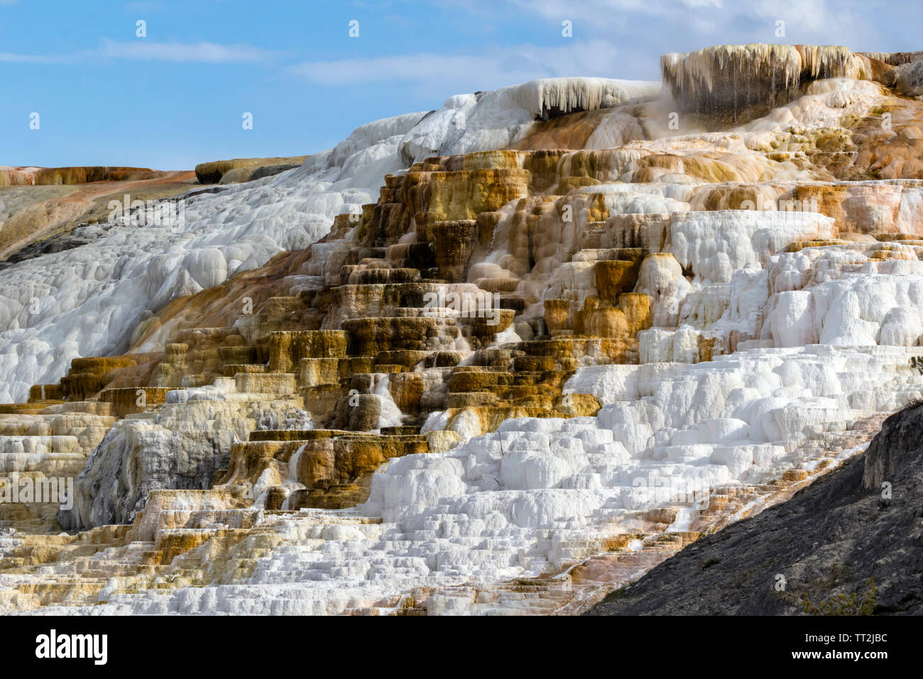 Palette Spring at Mammoth Hot Springs in Yellowstone National Park. Stock Photo