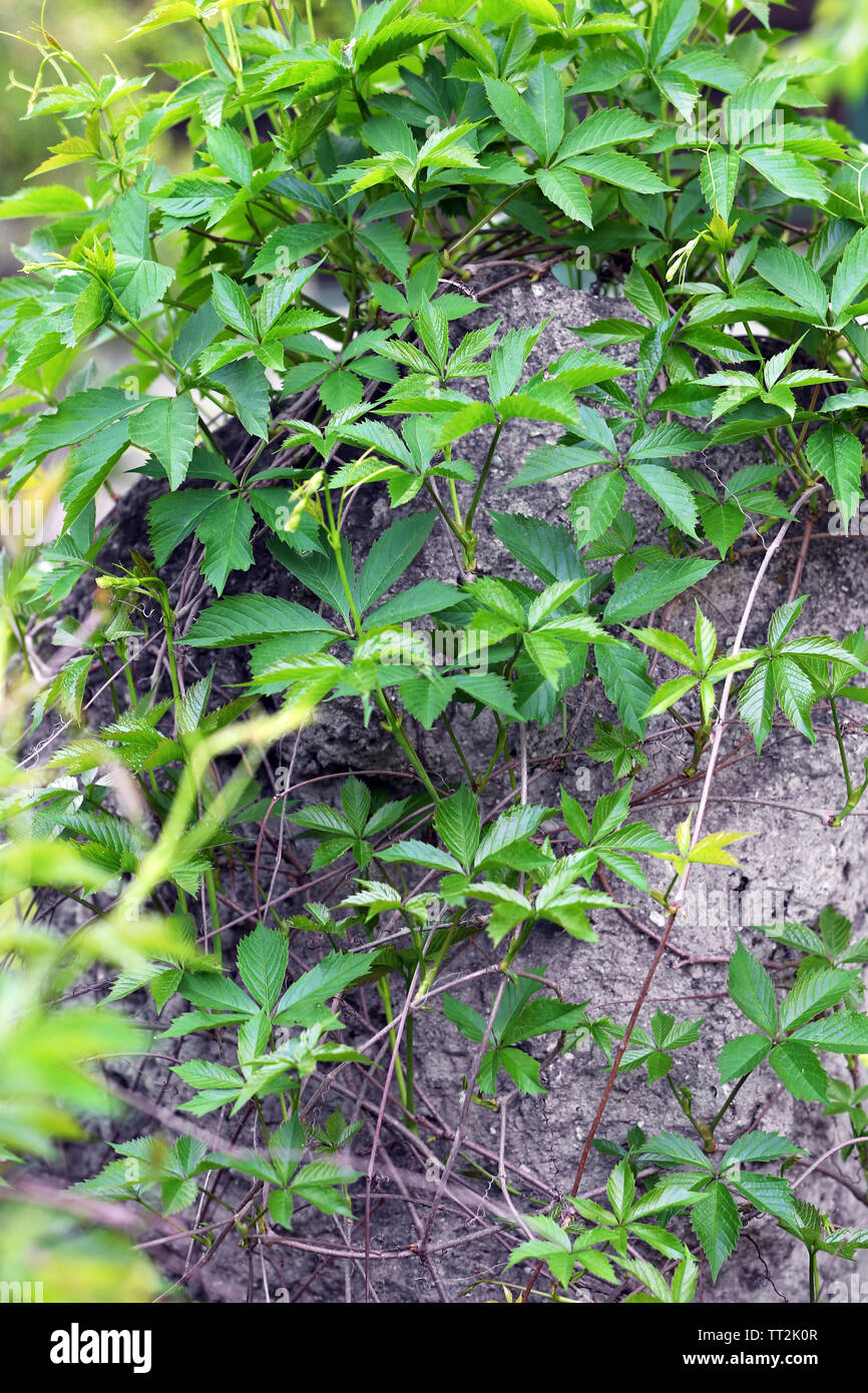 Green ivy leaves wall Stock Photo