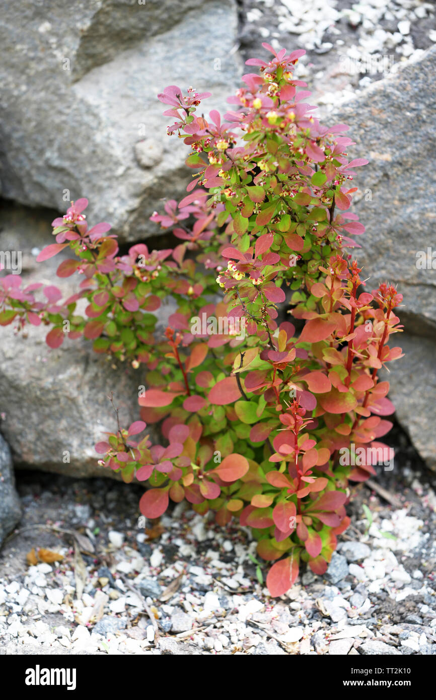 Plant growing between stones, outdoors Stock Photo Alamy