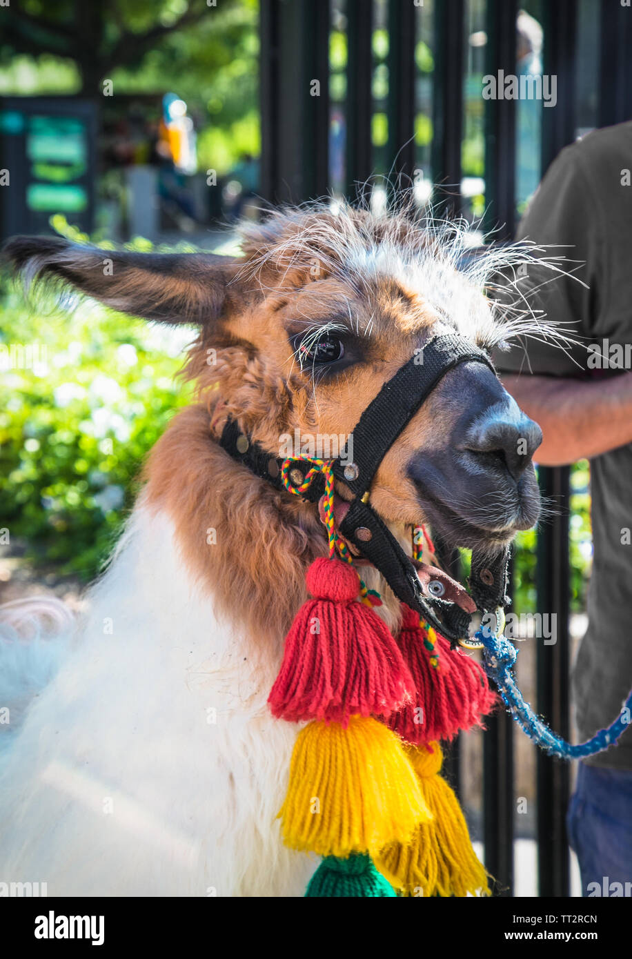 Decorated llama on the street of Santiago de Chile Stock Photo Alamy