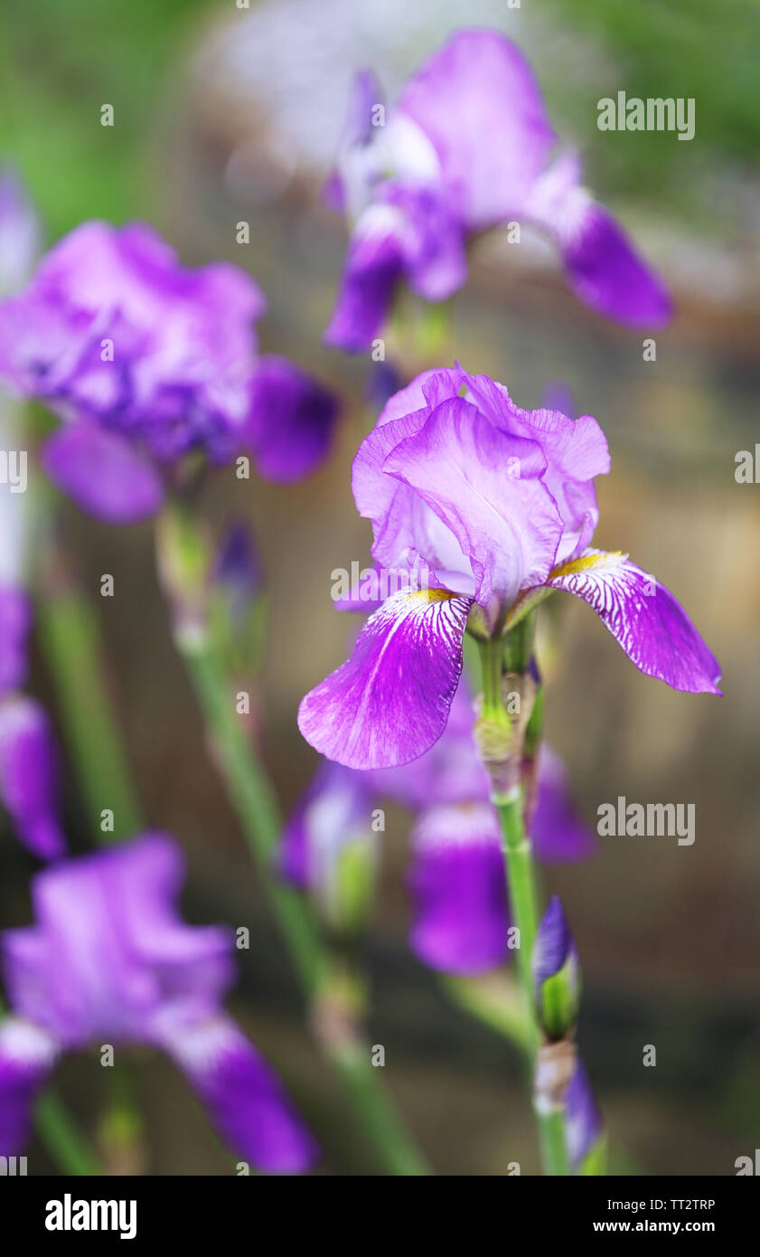 Beautiful irises, outdoors Stock Photo