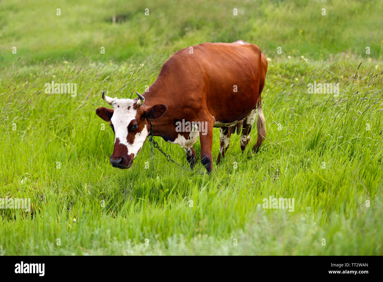 Cow on a summer pasture Stock Photo - Alamy