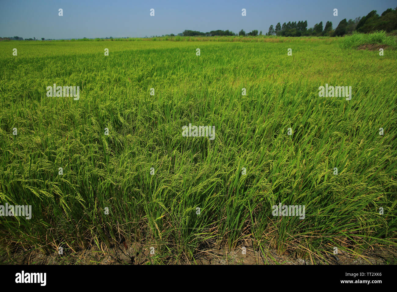 green field of rice paddy. Agricultural activities in tropical Asian