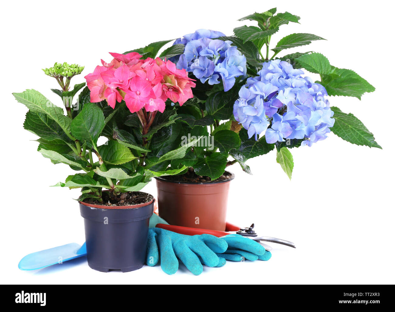 White hydrangeas in pot hi-res stock photography and images - Alamy