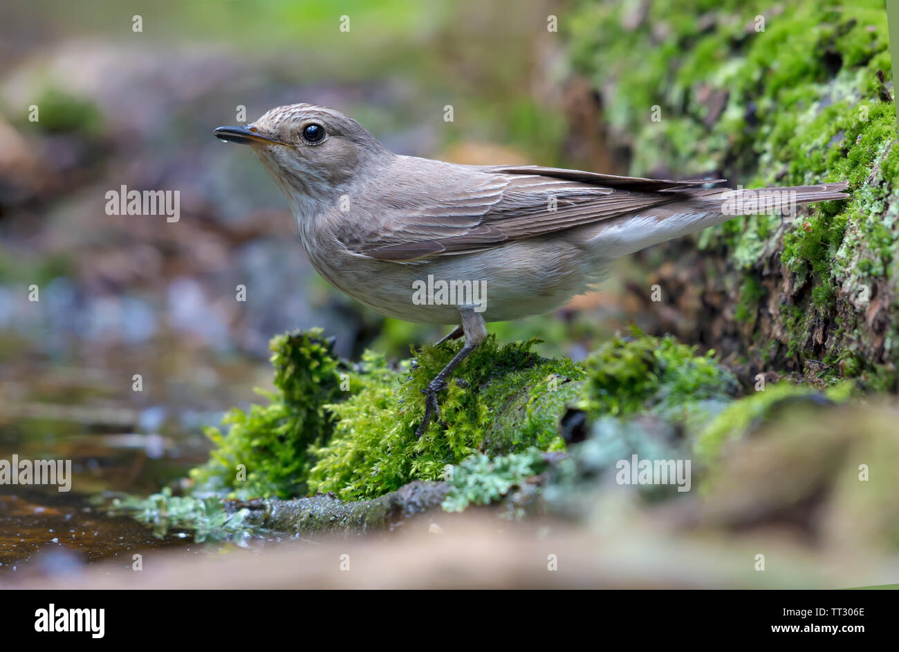 Spotted flycatcher in very wet and mossy conditions near a water pond in forest Stock Photo