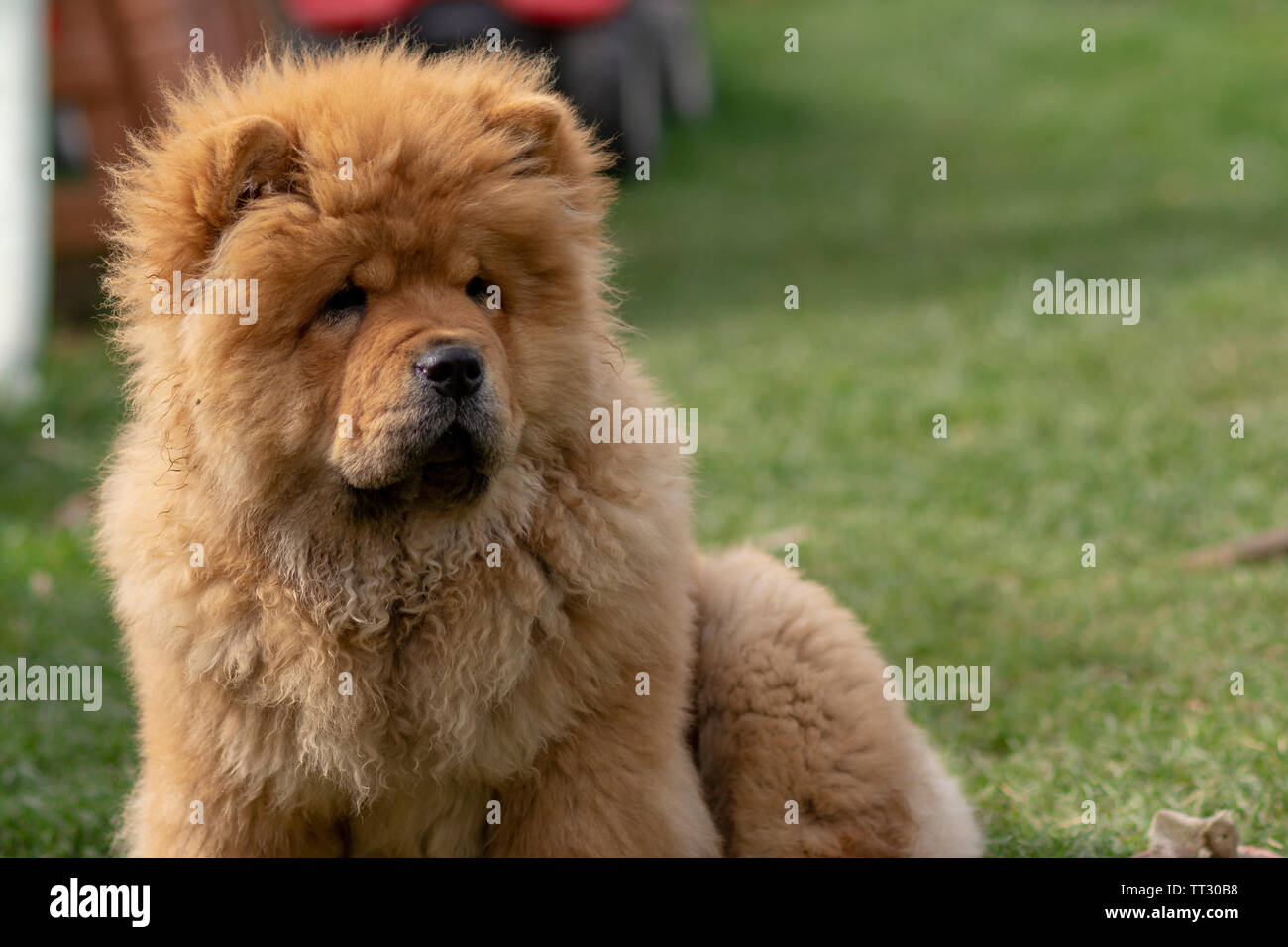 Chow chow puppy Stock Photo