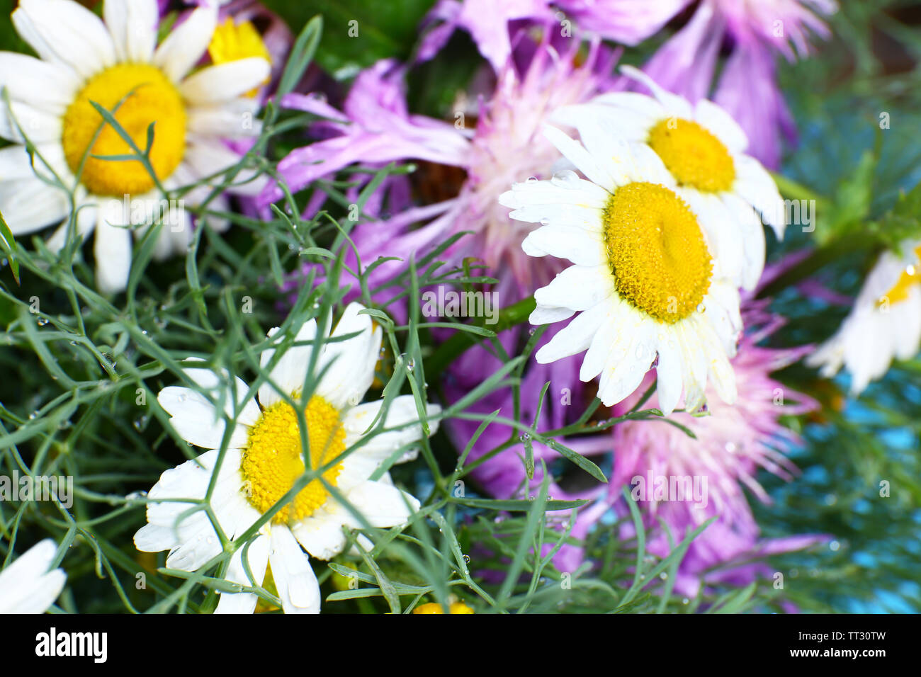 Beautiful wildflowers close up Stock Photo - Alamy