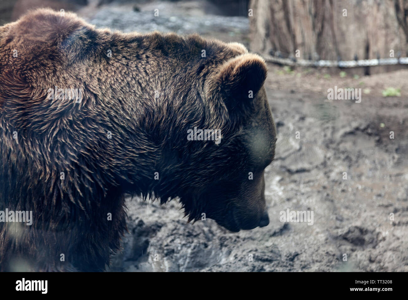 a brown bear splashing clay Stock Photo - Alamy