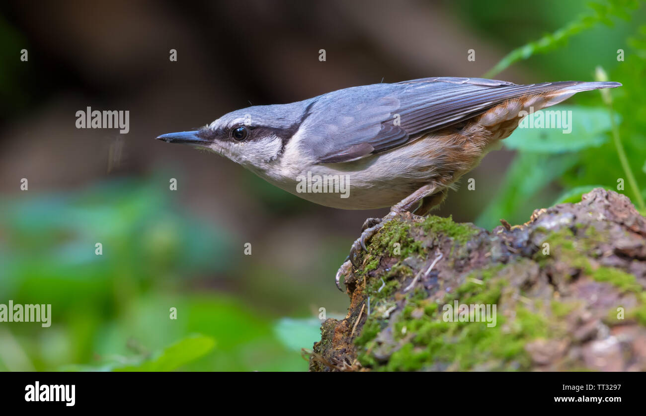Eurasian nuthatch perched on a mossy stem near a pond in forest Stock Photo