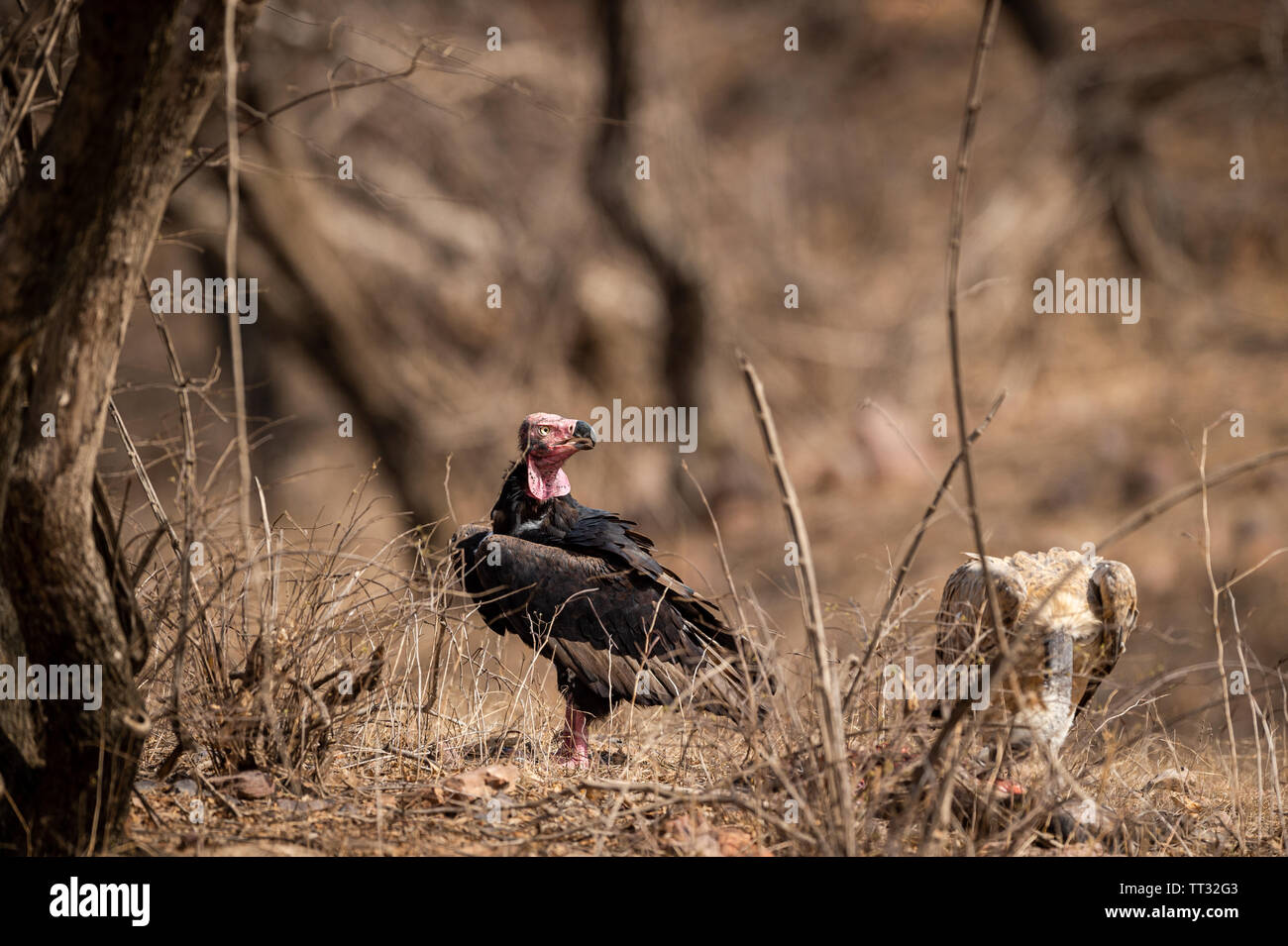 red headed vulture or sarcogyps calvus or pondicherry vulture close up with  expression at Ranthambore Tiger Reserve National Park , Rajasthan Stock  Photo - Alamy