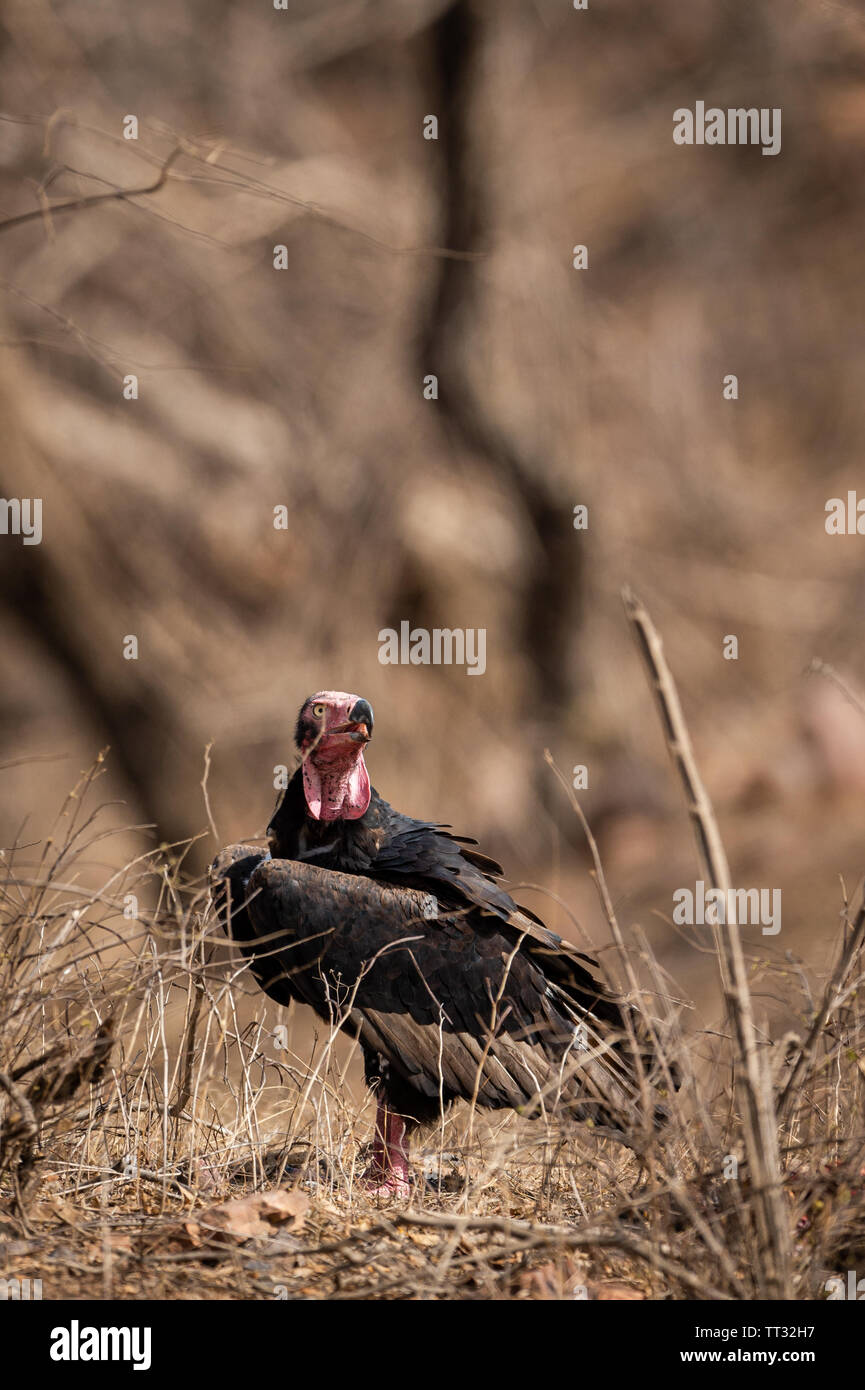 red headed vulture or sarcogyps calvus or pondicherry vulture close up with expression at Ranthambore Tiger Reserve National Park , Rajasthan Stock Photo