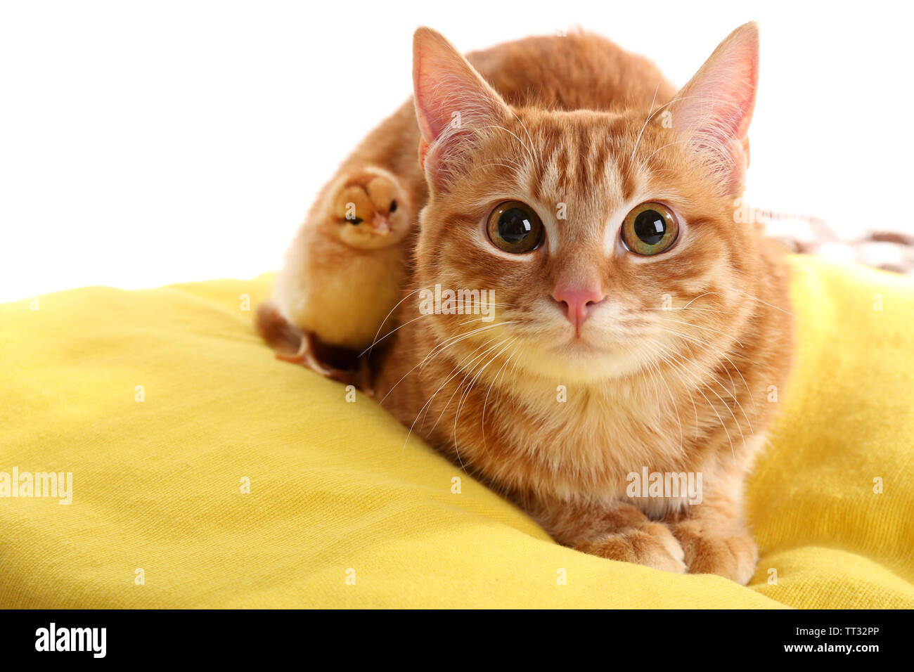 cute yellow cat