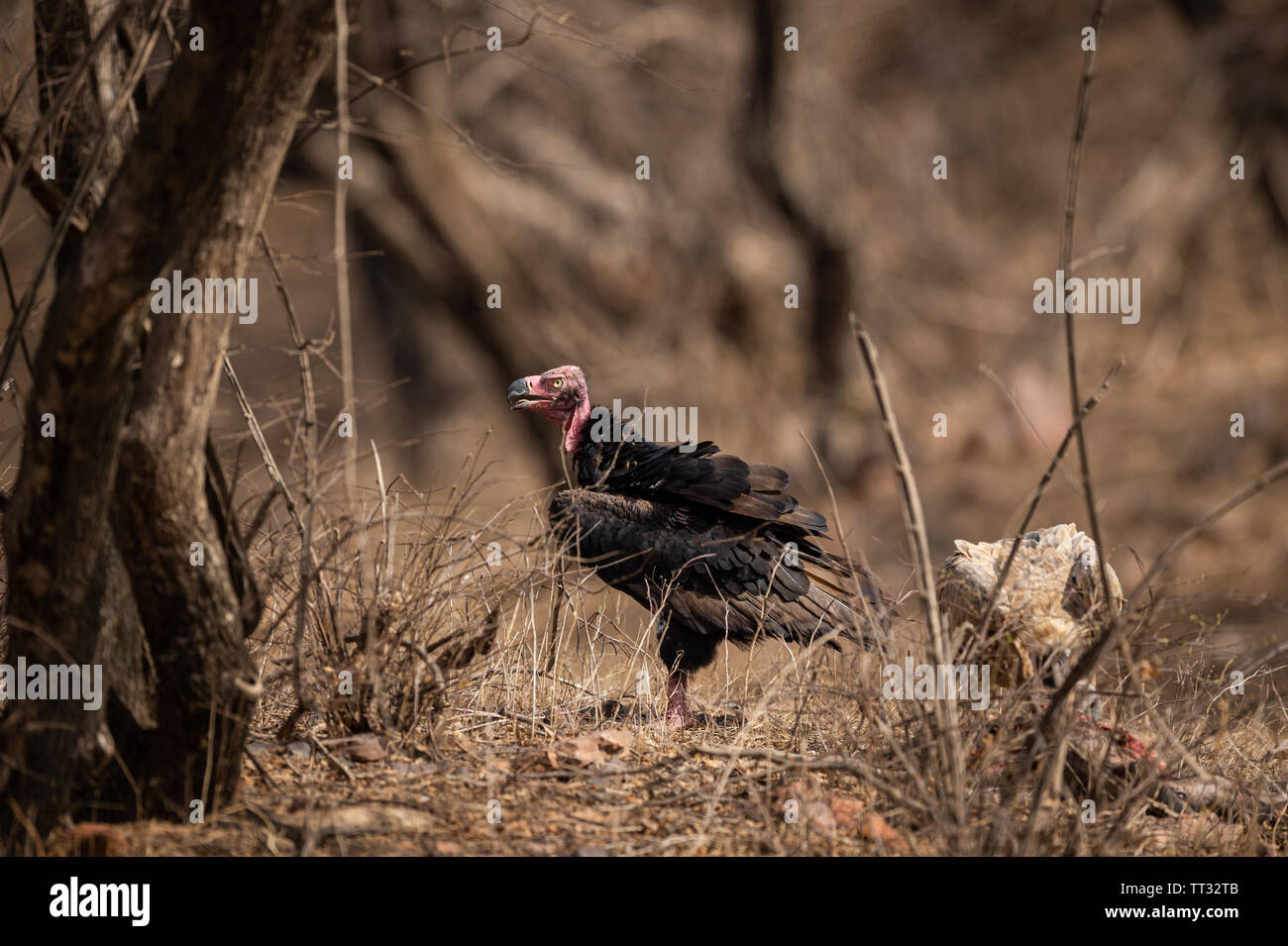 red headed vulture or sarcogyps calvus or pondicherry vulture close up with expression at Ranthambore Tiger Reserve National Park , Rajasthan Stock Photo