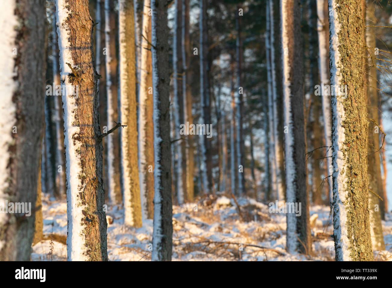 Trunks of pine trees hi-res stock photography and images - Alamy