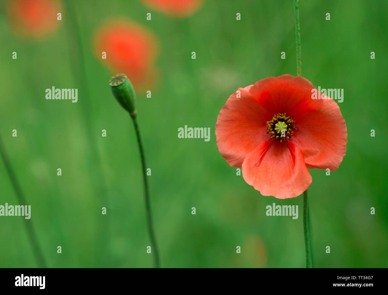 Poppy flower in garden outdoor fully bloomed Stock Photo - Alamy