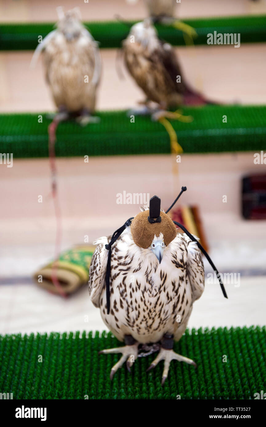 Falcons waiting for a medical check-up at the Abu Dhabi Falcon Hospital in Abu Dhabi, United Arab Emirates. Stock Photo