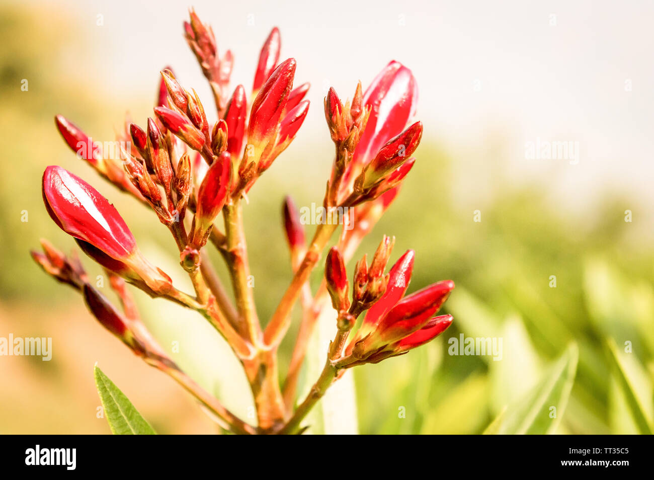 Red ginger (Alpinia purpurata) also called ostrich plume and pink cone