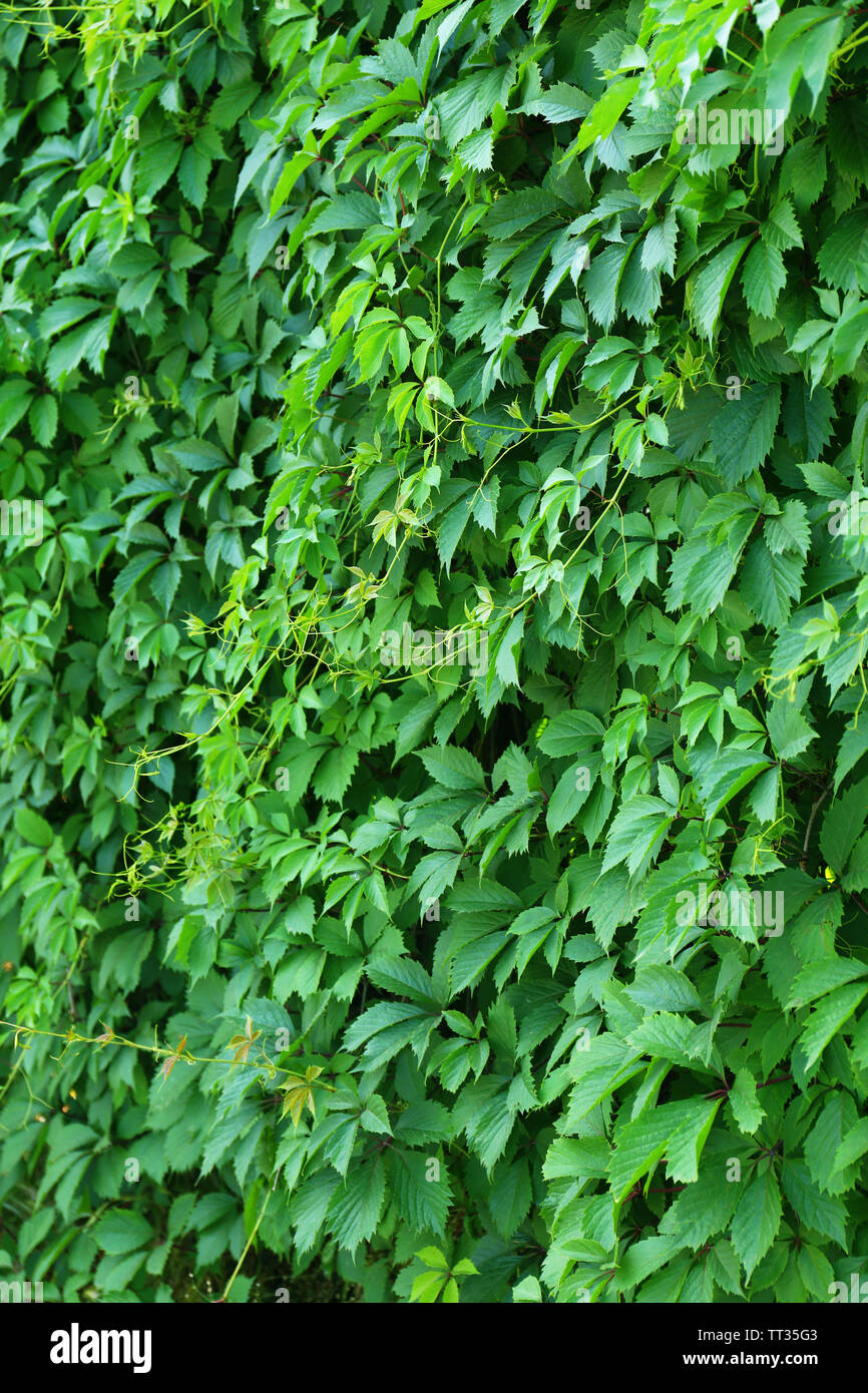 Green ivy leaves wall Stock Photo