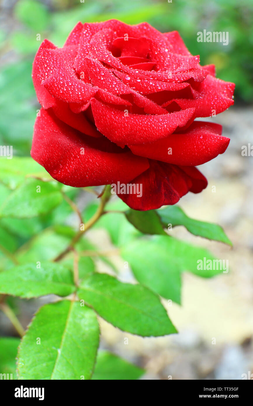 rose for gf