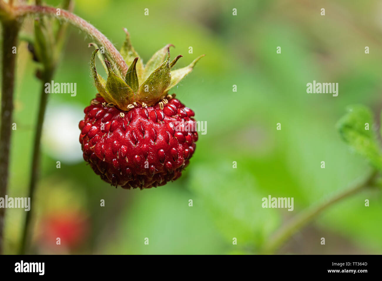 close up of a european woodland strawberry Stock Photo