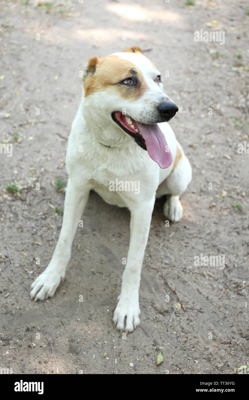 big alabai dog