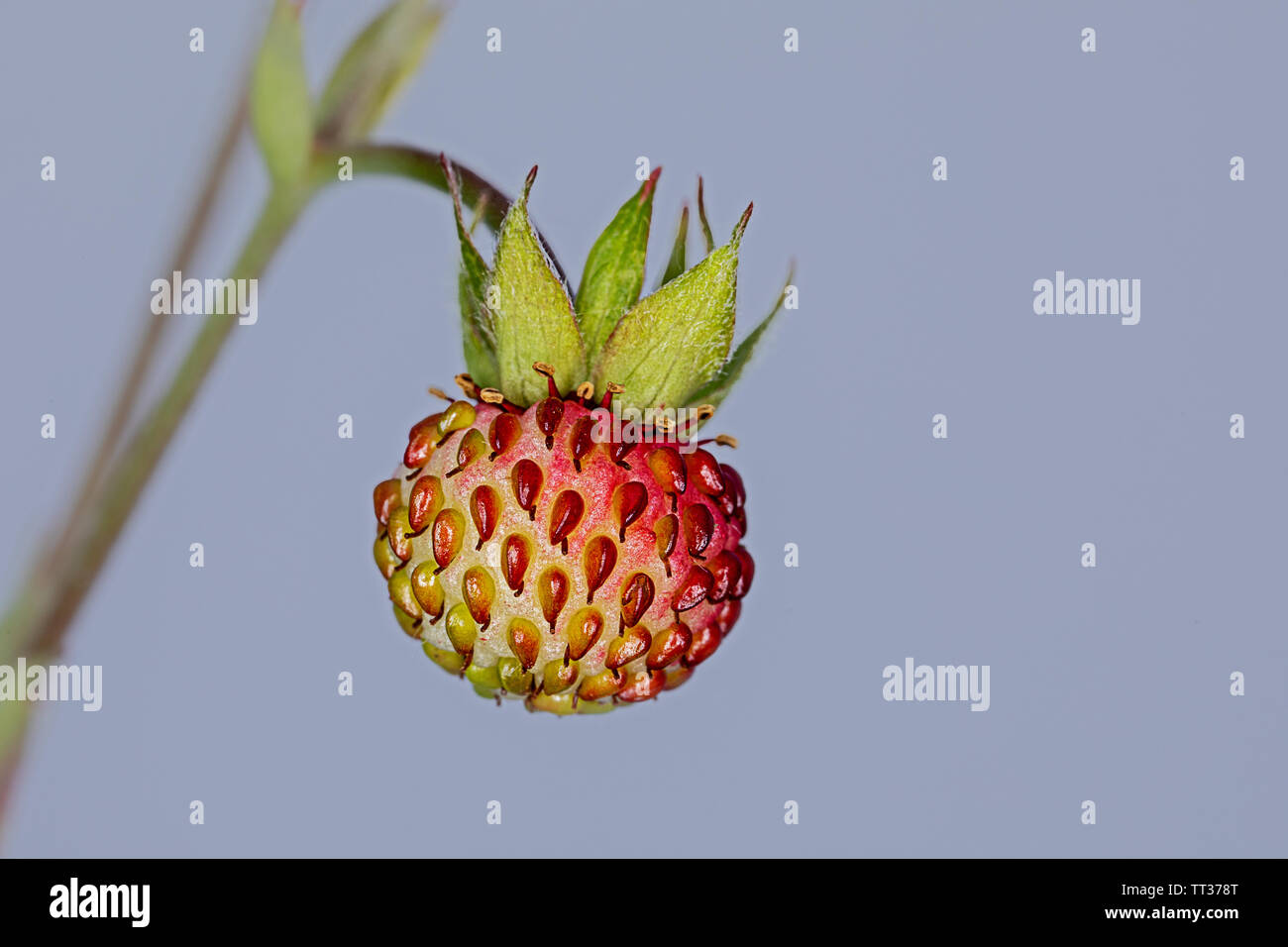 unripe berry of a woodland strawberry Stock Photo