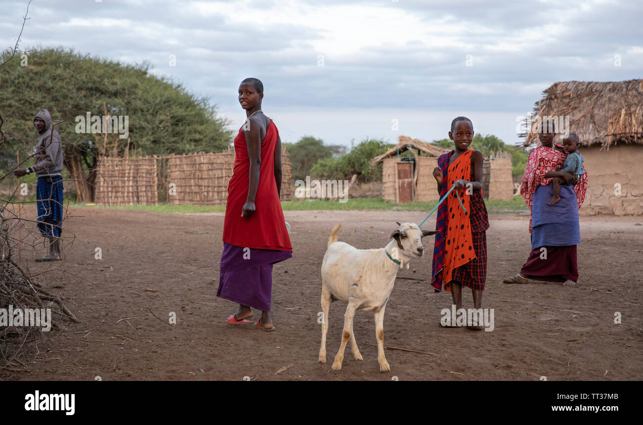 Same, Tanzania, 7th June, 2019:  young Maasai man walking with his goat in a boma Stock Photo