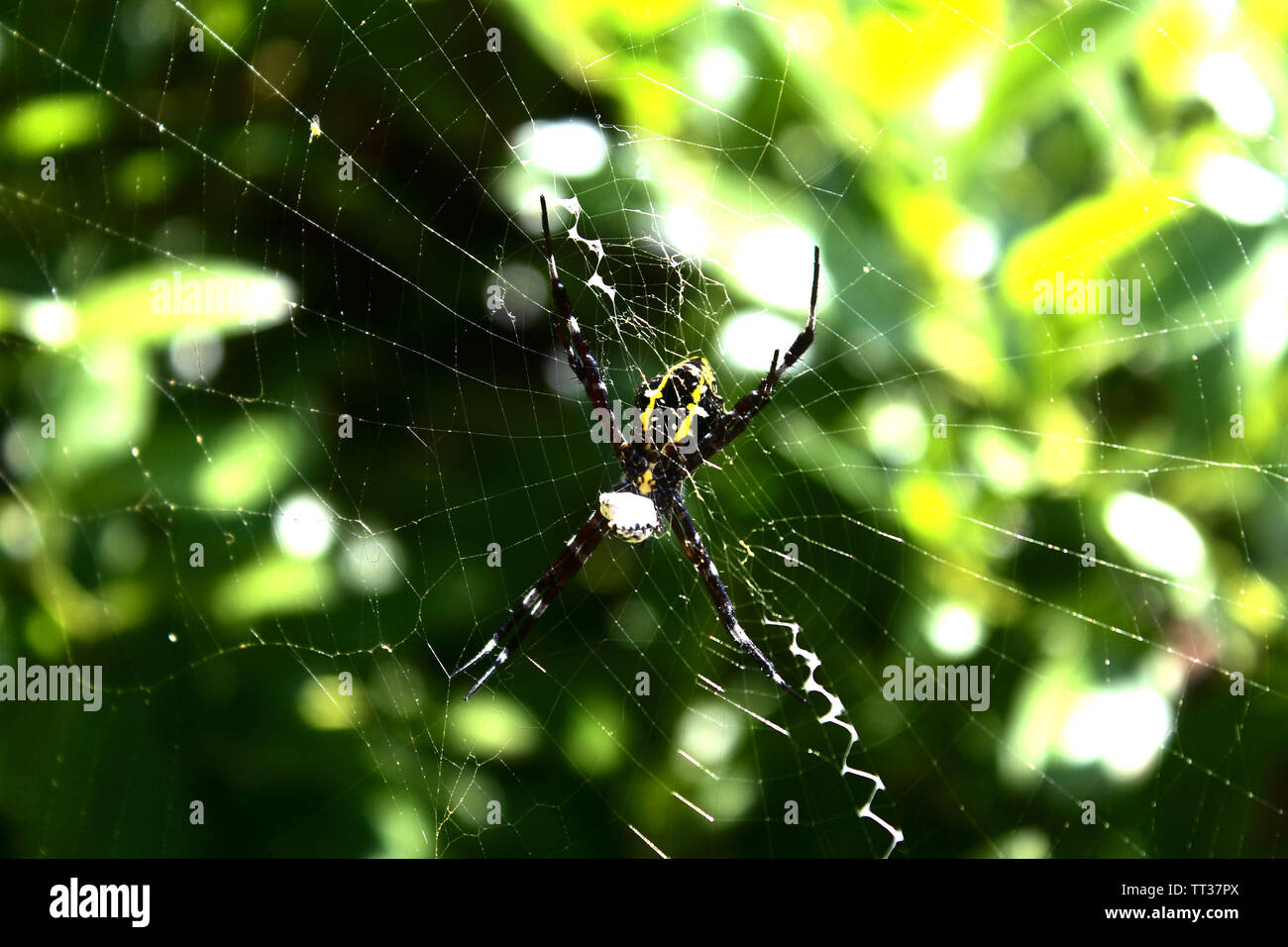 Cane spider pictured on its web in Kauai, Hawaii Stock Photo Alamy